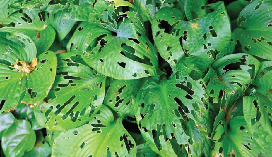Plant diseases and pests