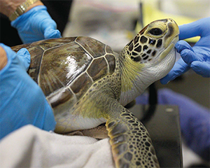 Ridley Turtles