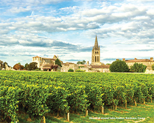Bordeaux Wines