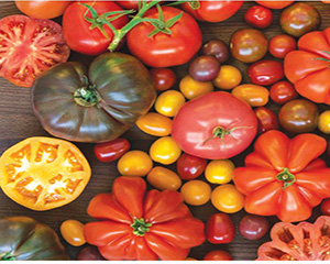 Hybrid or Heirloom
