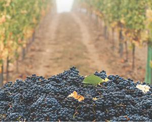 Willamette Valley