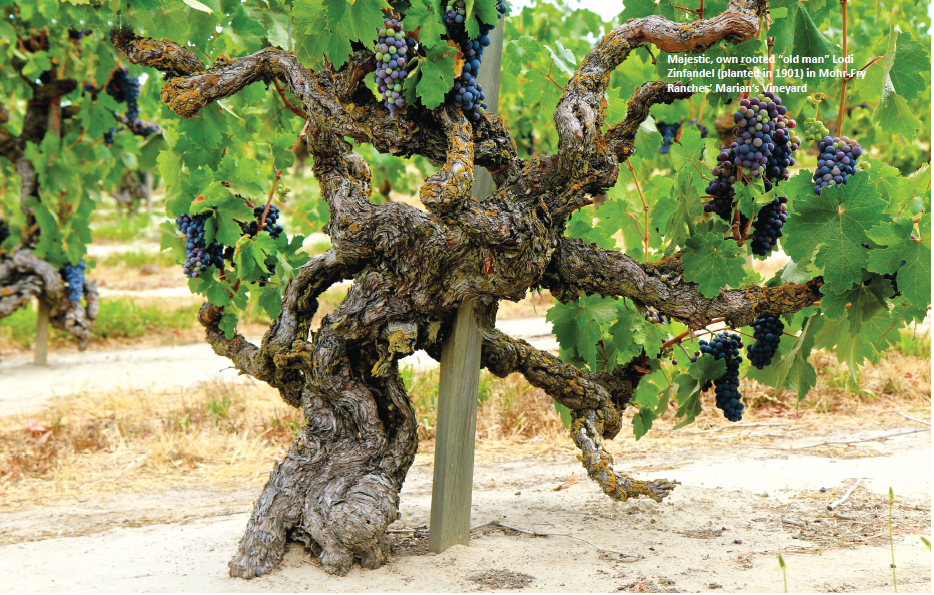 Zinfandel