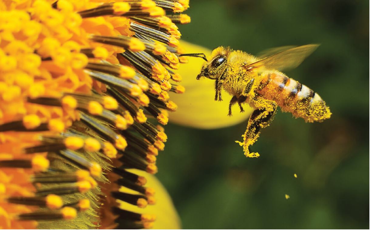 Bee Friendly
