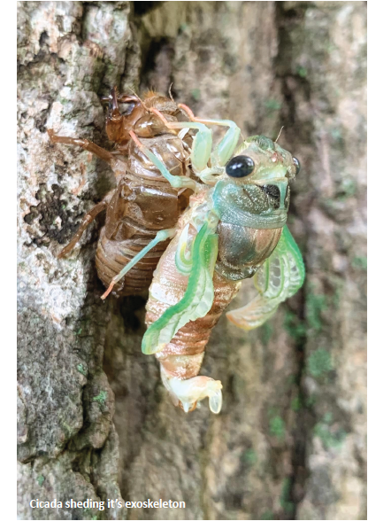 Bees & Cicadas