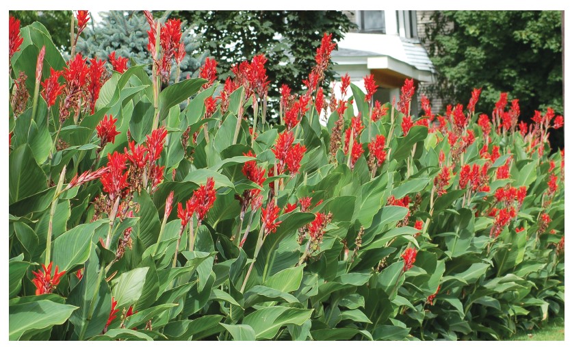 Cannas