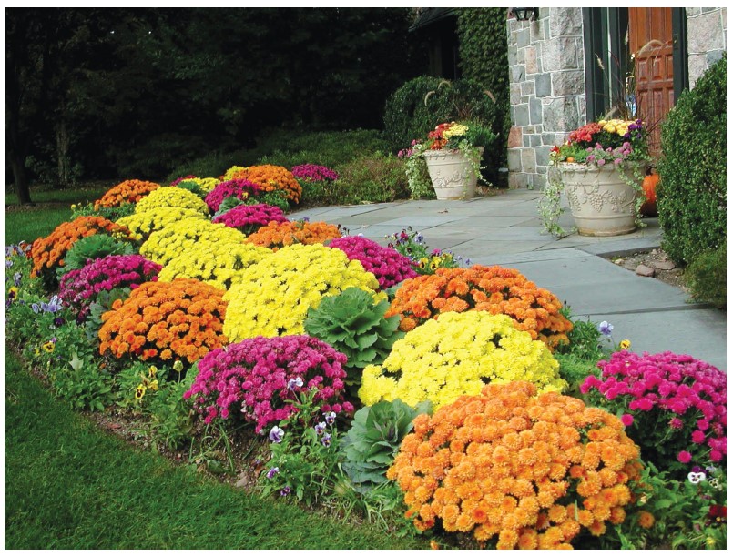 Chrysanthemums