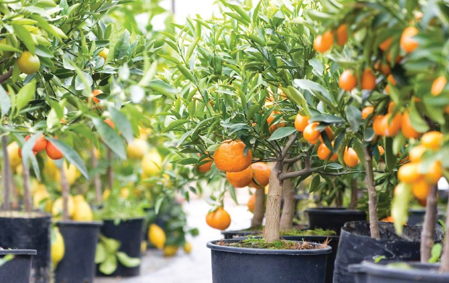 Citrus Trees