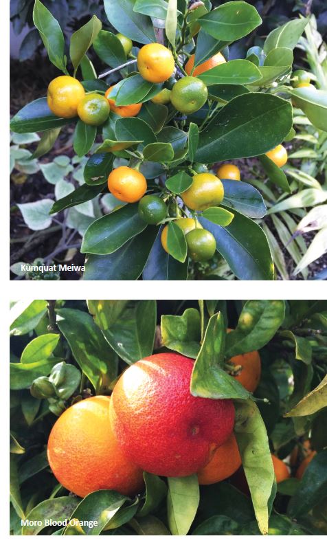 Citrus Trees