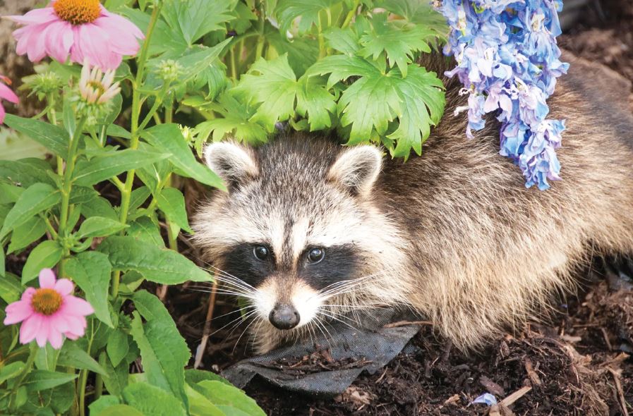 Critters & Pests