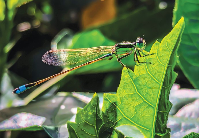 Dragonflies