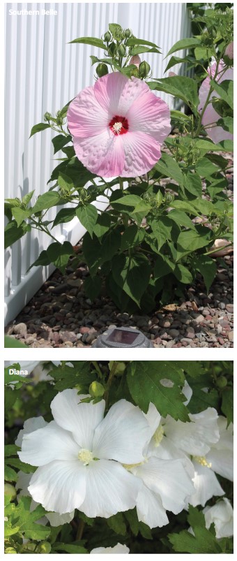 Hibiscus