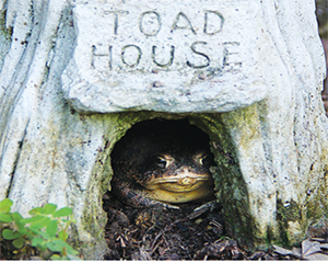 Croak Worthy Habitat