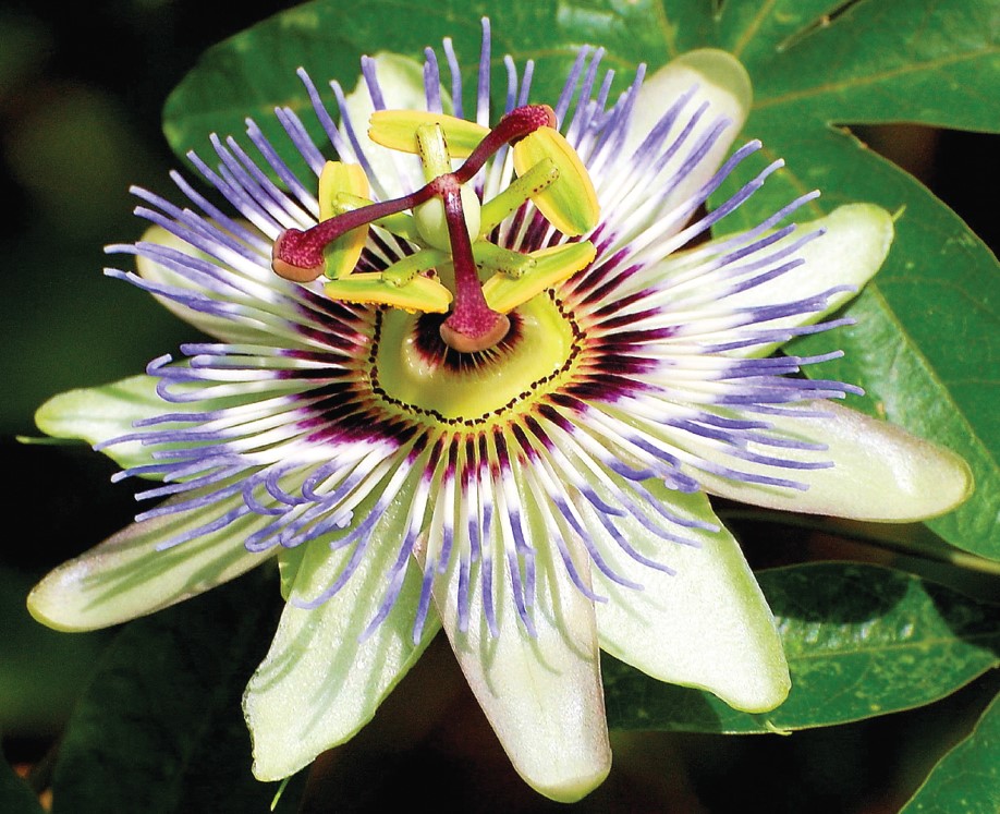 Passion Flower