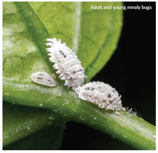 Plant Diseases