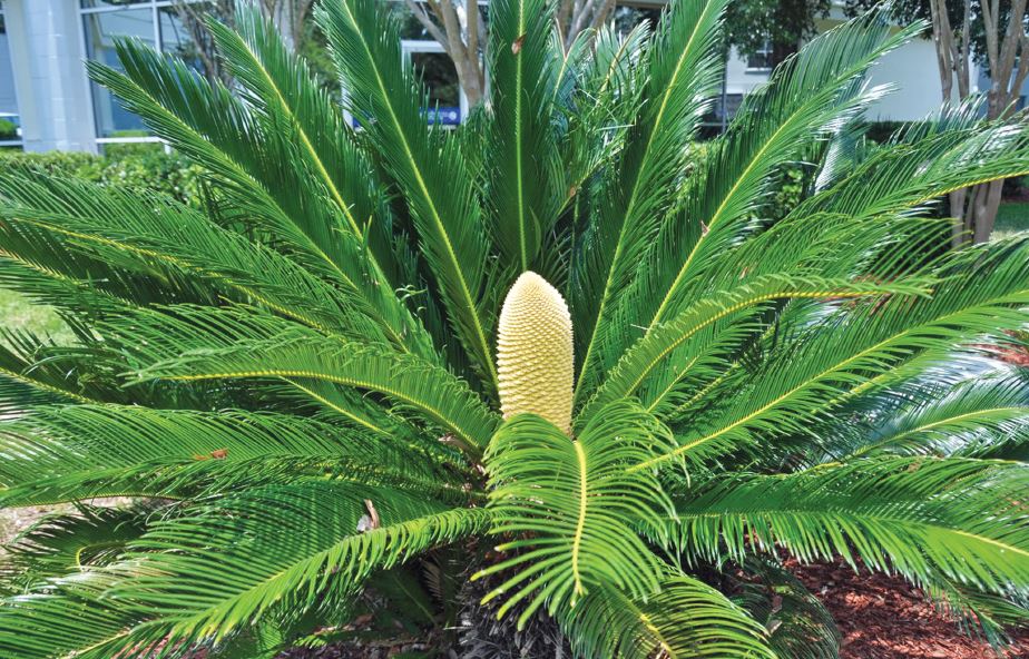 Sago Palm