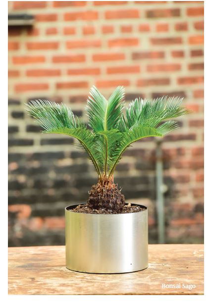 Sago Palm