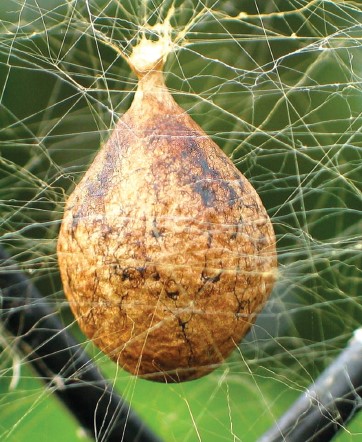 Garden Spider