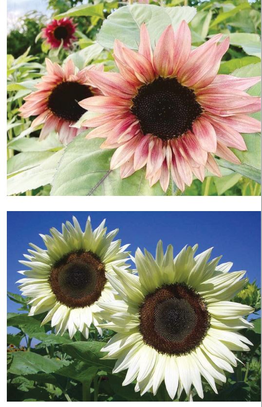 Sunflowers