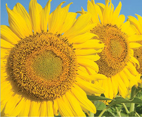 Sunflowers