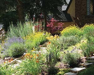 Xeriscape