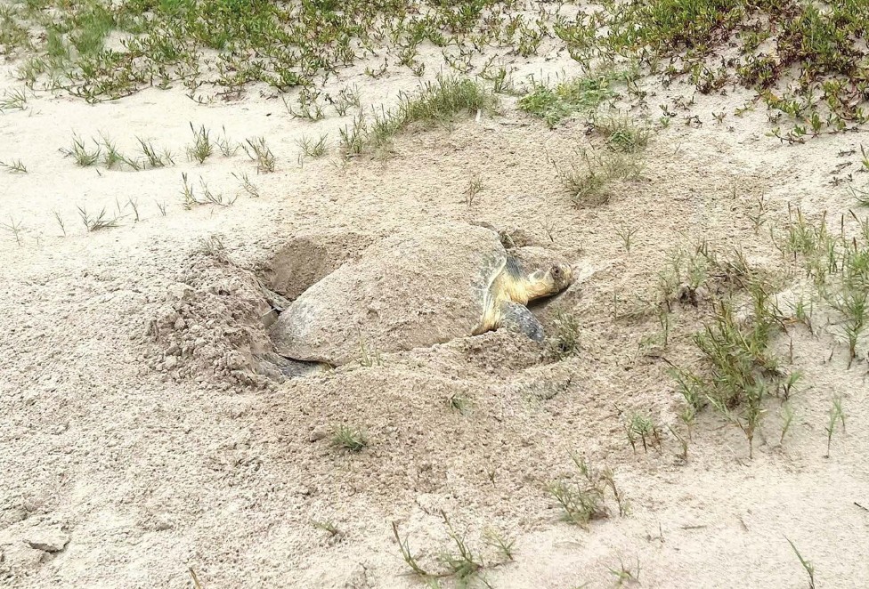 Ridley Turtles