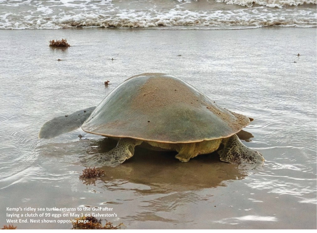 Sea Turtles