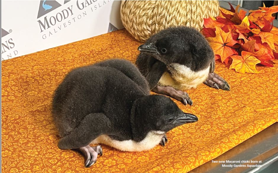 Penguins