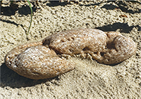 Beach Rocks